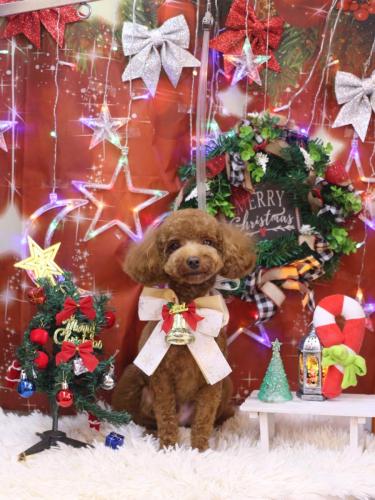 20231206マロンくん